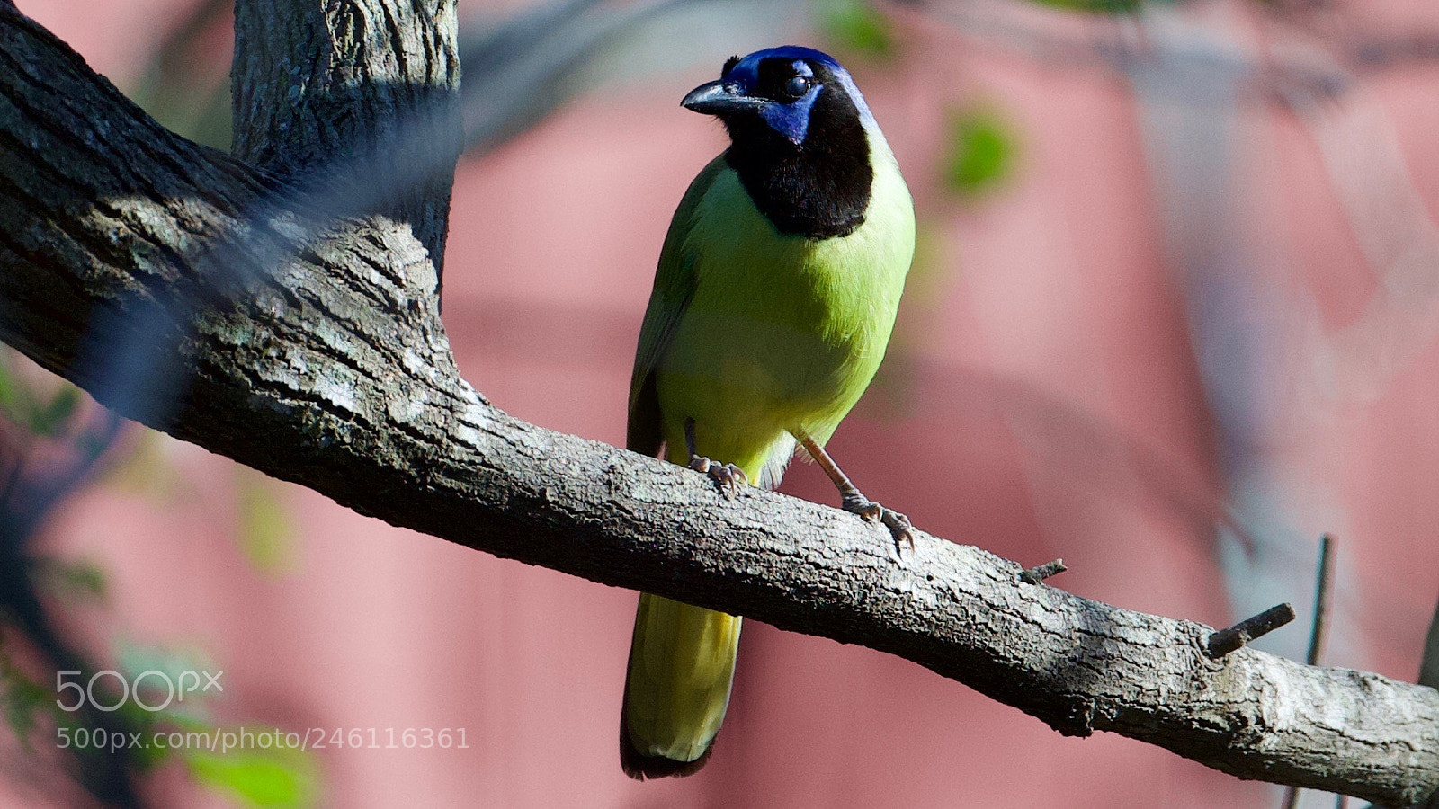 Canon EOS-1D X sample photo. Green jay photography