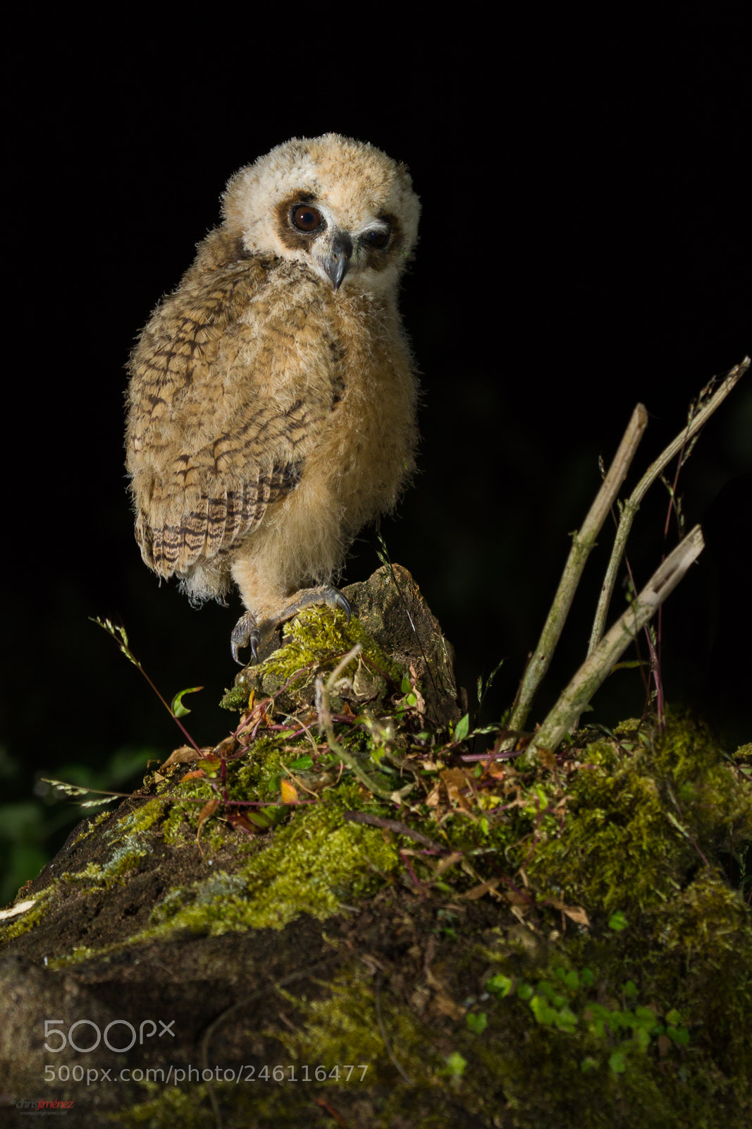 Canon EOS 7D sample photo. Striped owl pseudoscops clamator photography