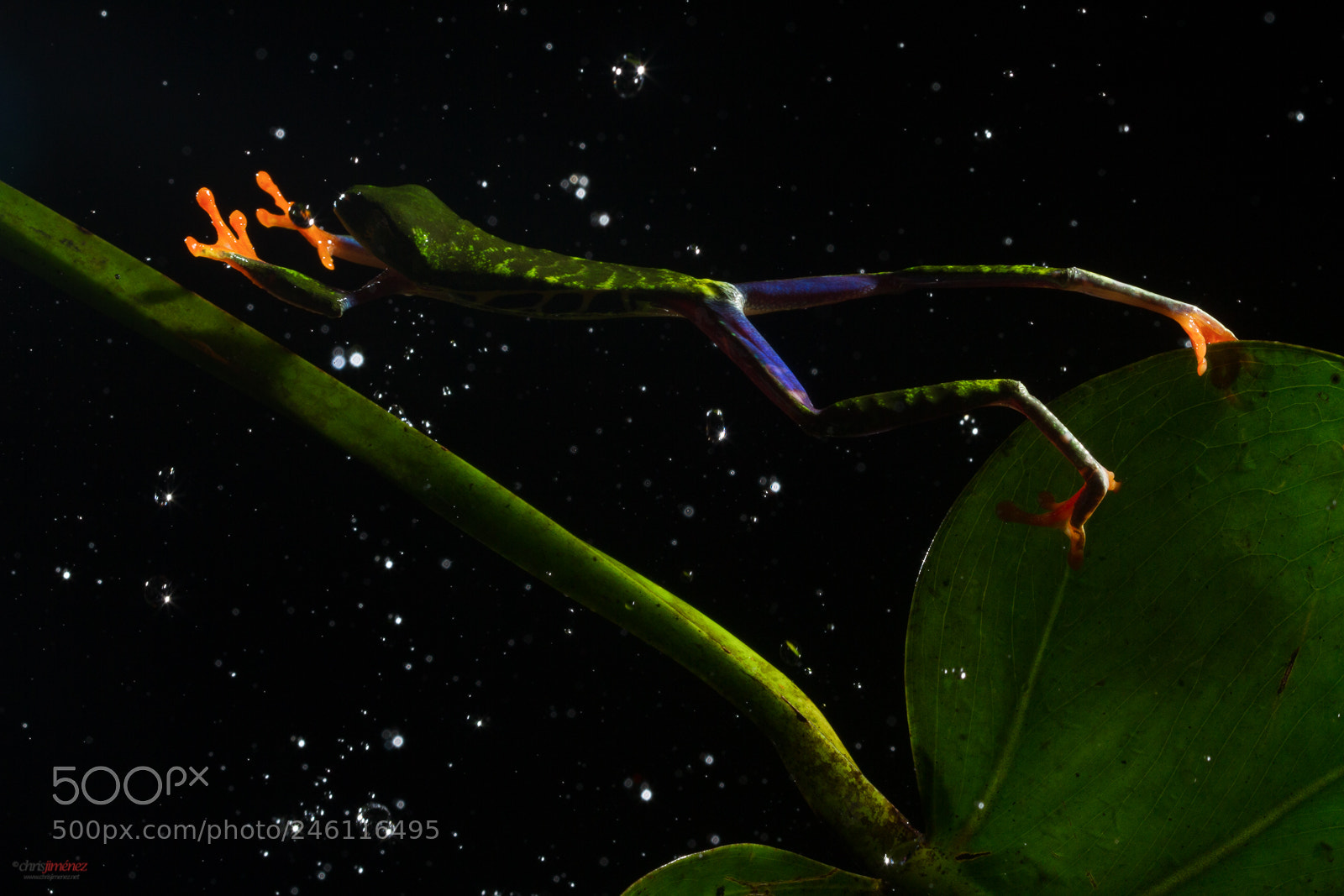 Canon EOS 7D sample photo. Red-eyed tree frog agalychnis photography