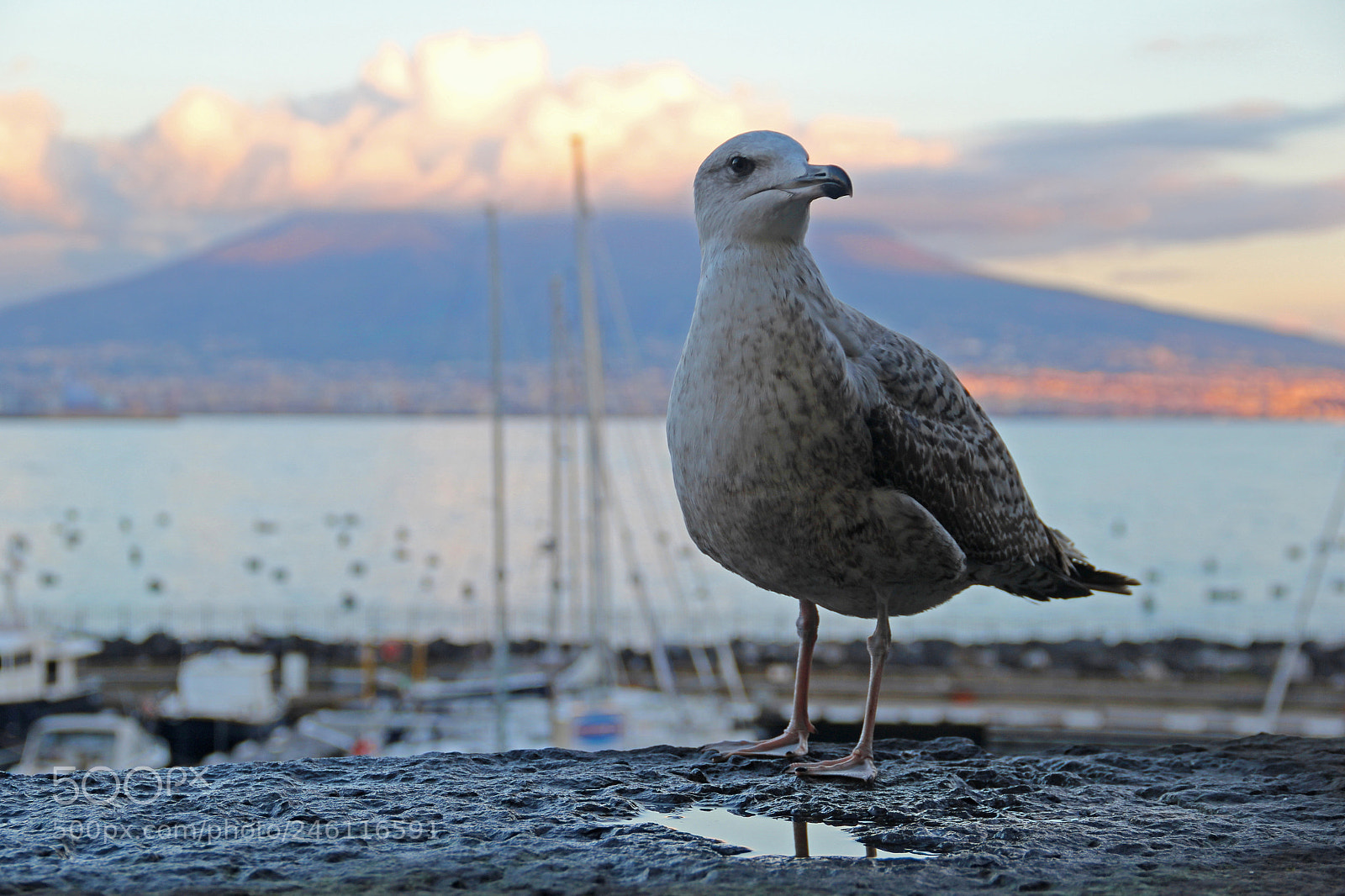 Canon EOS 60D sample photo. Чайка photography