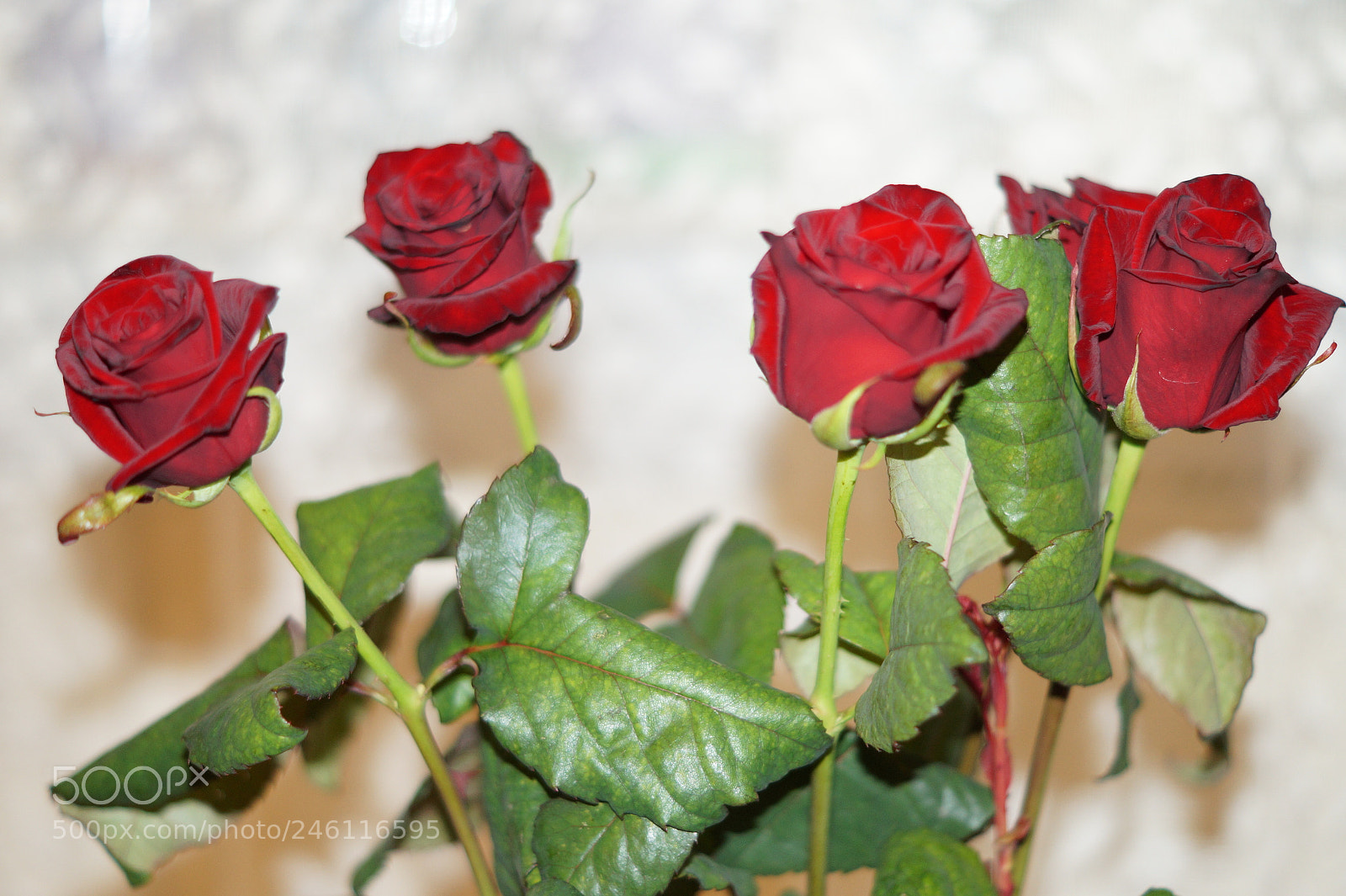 Sony SLT-A58 sample photo. Roses photography