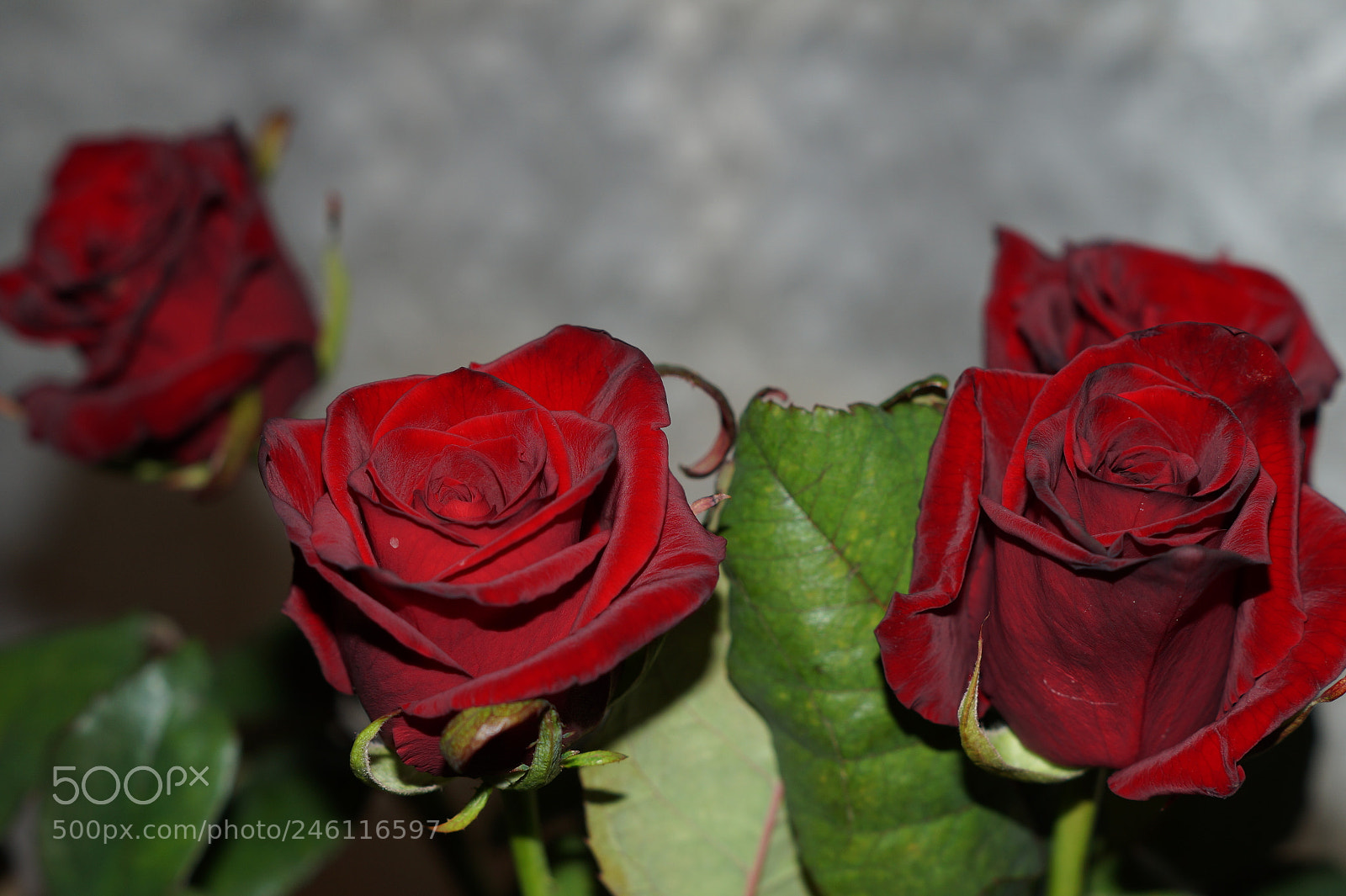 Sony SLT-A58 sample photo. Roses photography