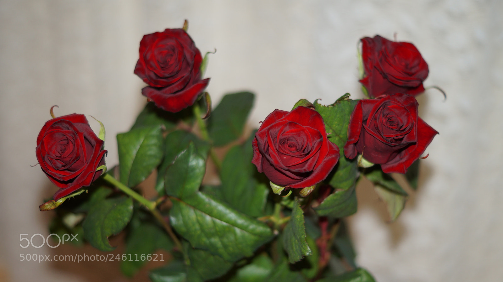 Sony SLT-A58 sample photo. Roses photography