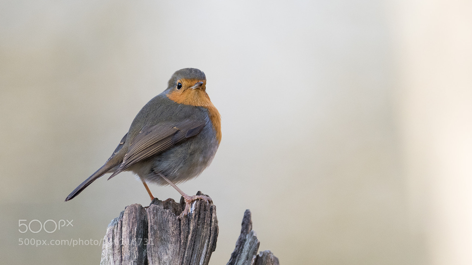 Nikon D810 sample photo. Rougegorge familier erithacus rubecula photography