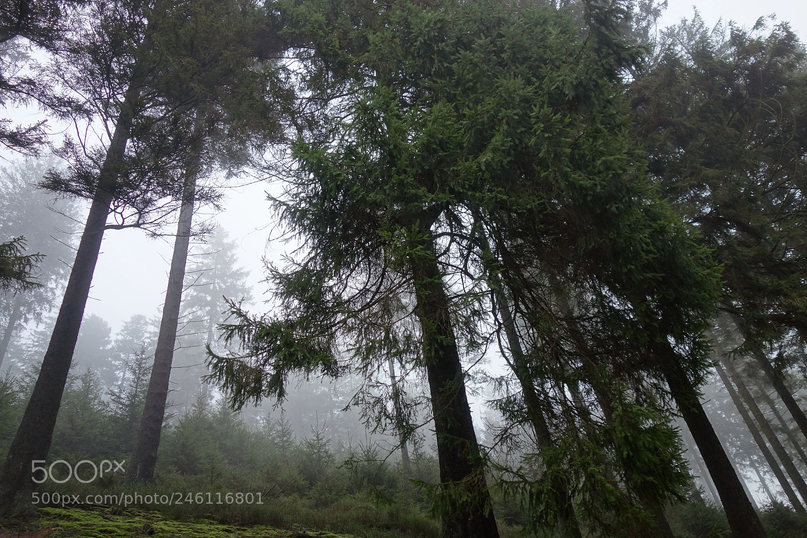 Sony Cyber-shot DSC-RX100 sample photo. Perilious forest photography