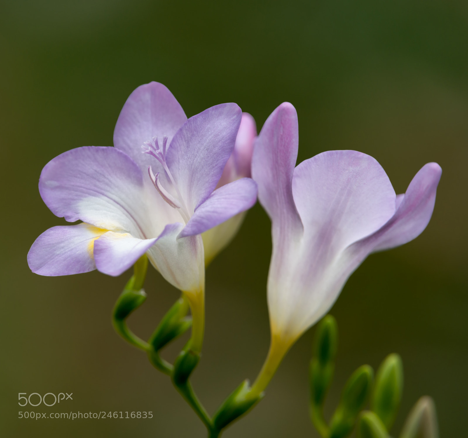 Nikon D800E sample photo. Lavender freesias photography