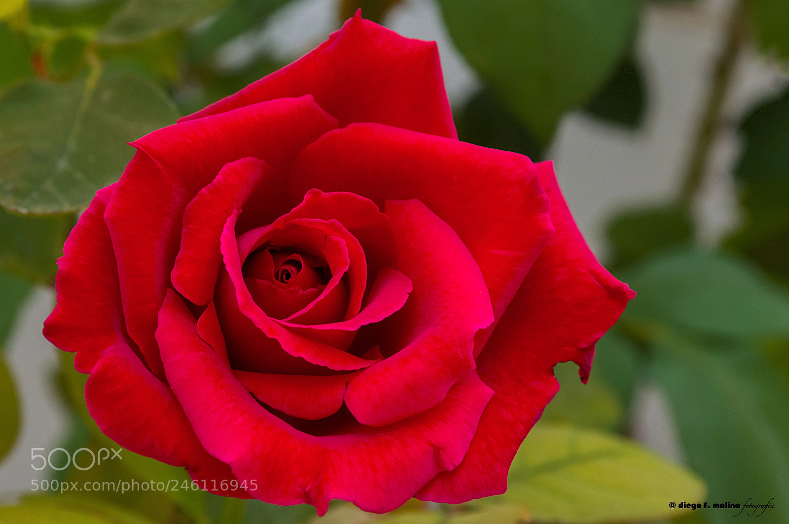 Nikon D3200 sample photo. Rojo suave (soft red) photography