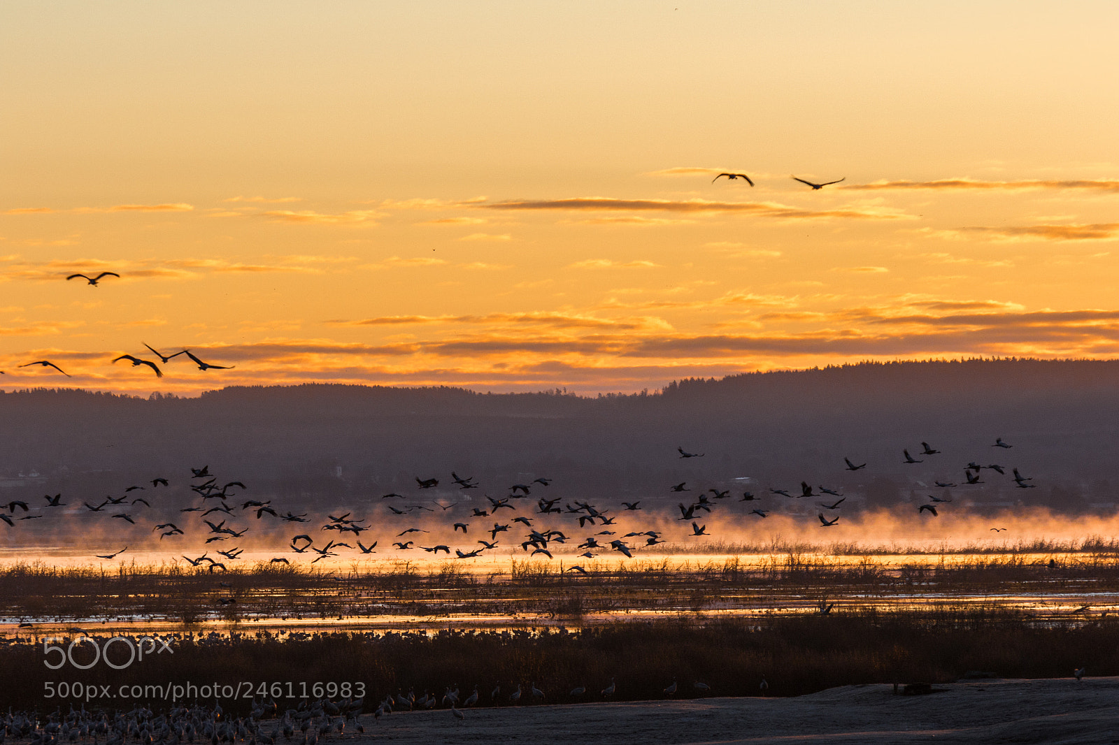 Canon EOS 7D Mark II sample photo. Cranes in the sky photography