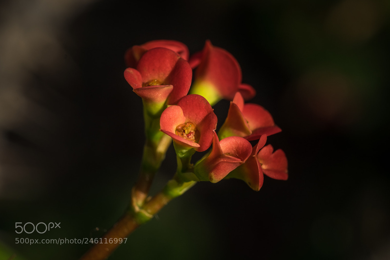 Fujifilm X-T1 sample photo. Christusdorn (euphorbia milii) photography