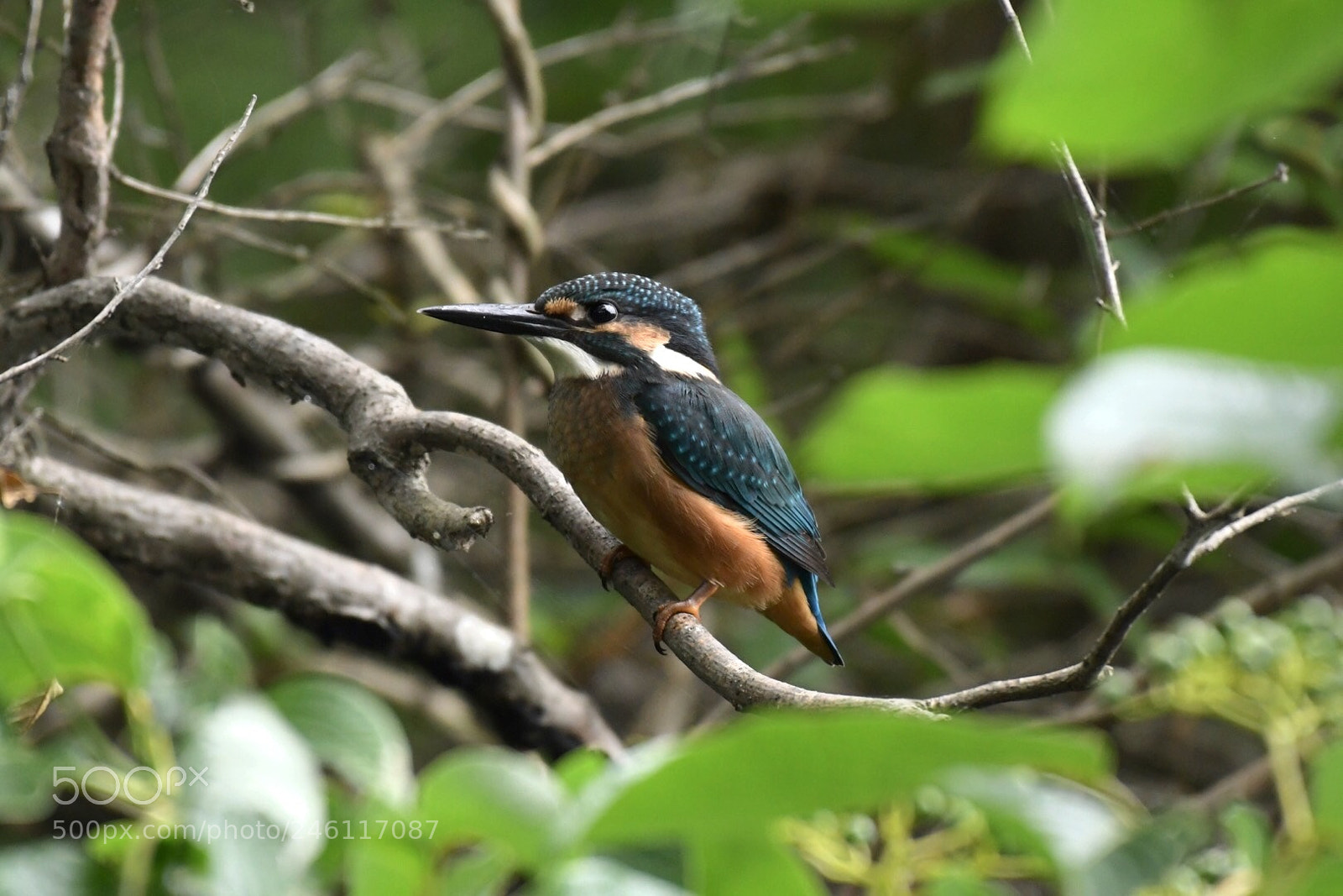 Nikon D500 sample photo. Gem photography