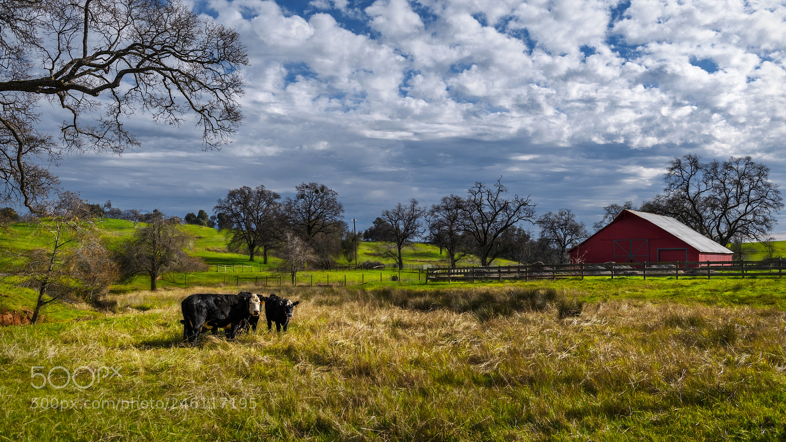 Nikon D5 sample photo. Spring at the ranch photography