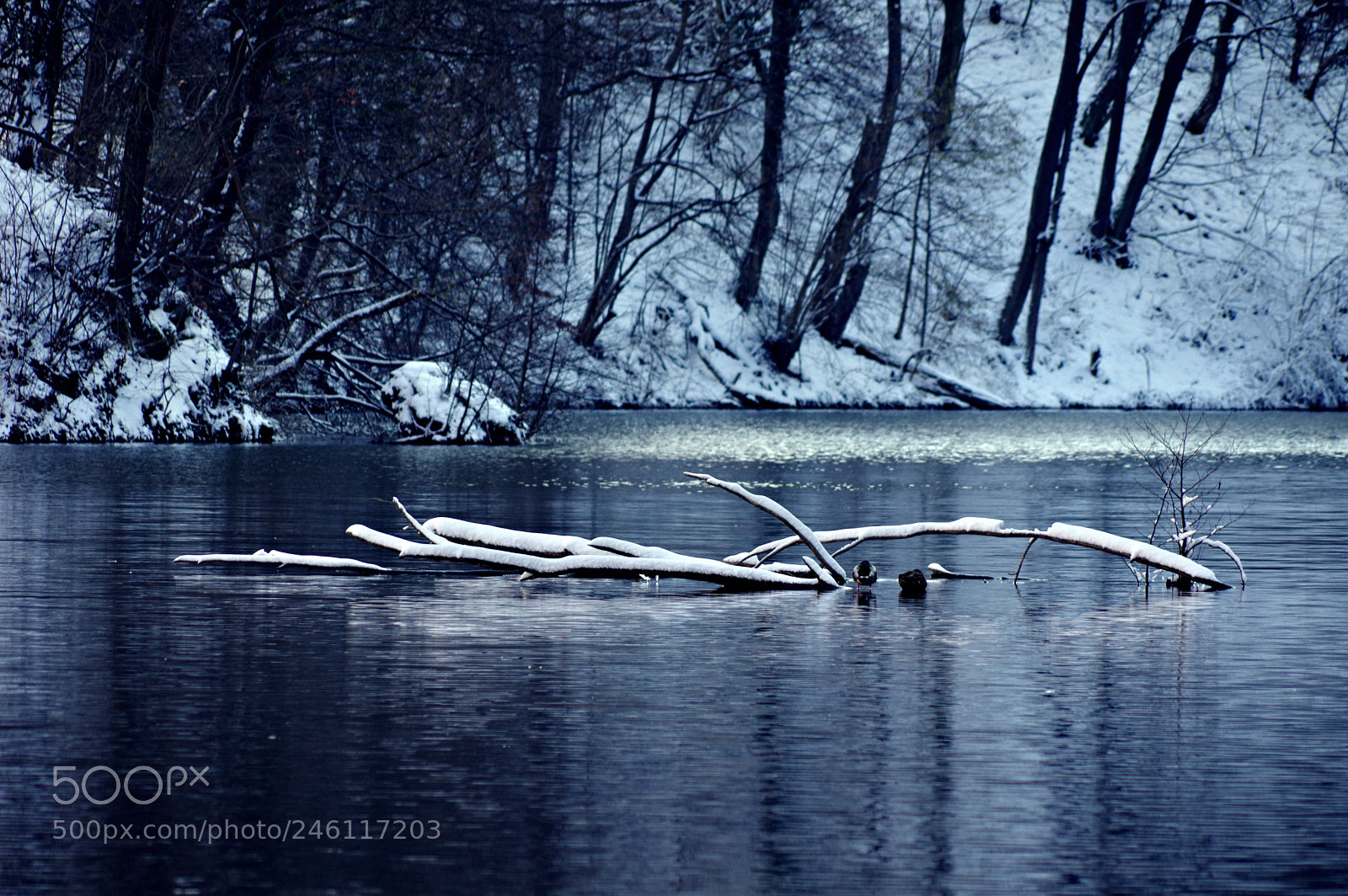 Pentax K-3 sample photo. Ducks on the water. photography