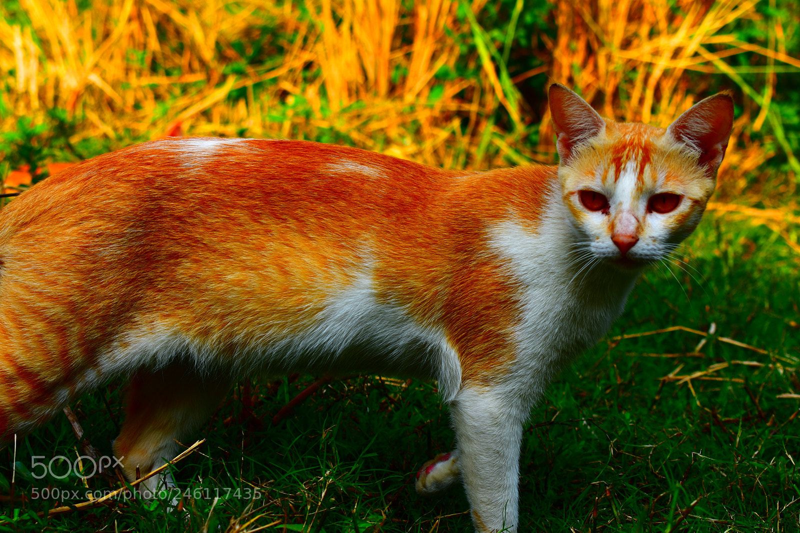 Nikon D3400 sample photo. Nature walpaper photography