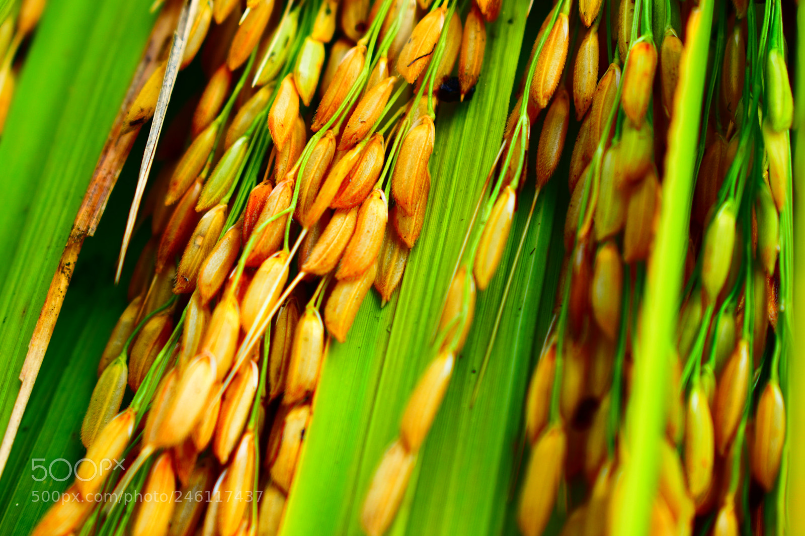 Nikon D3400 sample photo. Nature walpaper photography