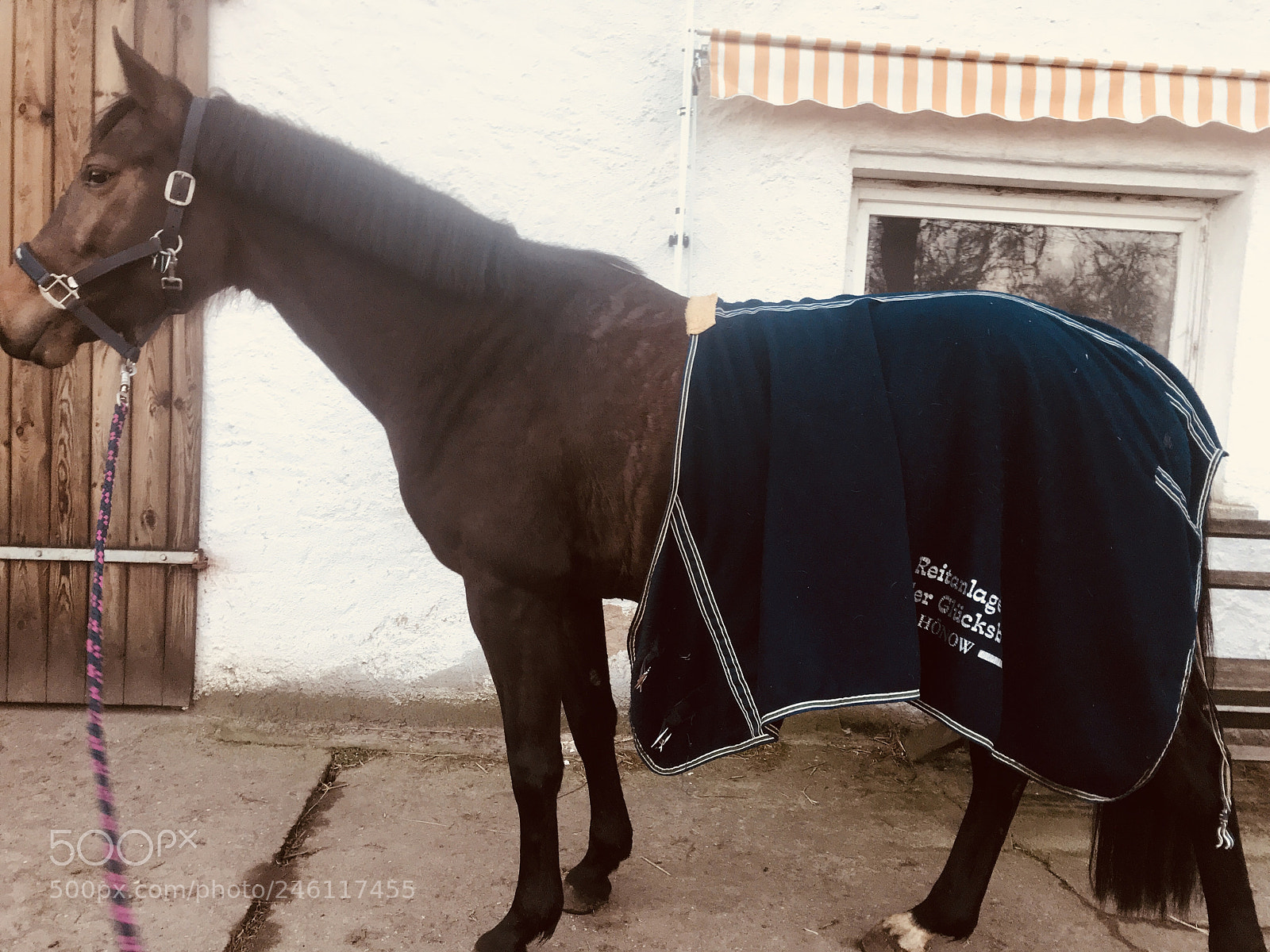 Apple iPhone 7 sample photo. My horse cantara de photography