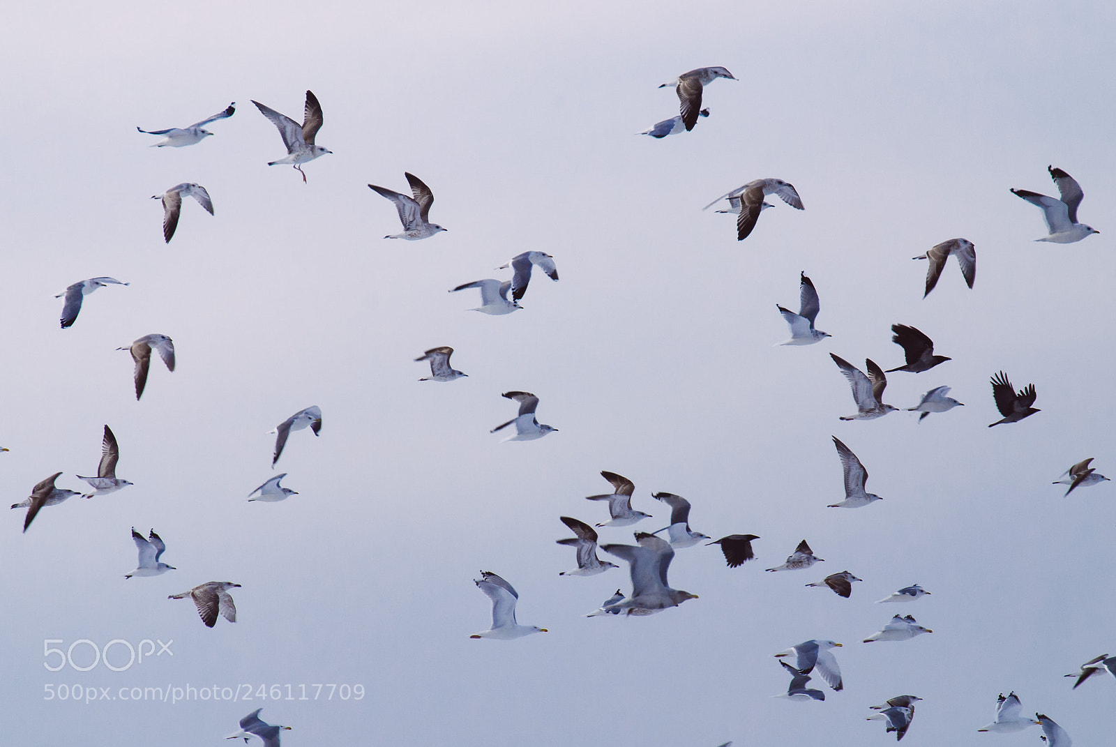 Nikon D60 sample photo. Seagulls flight photography