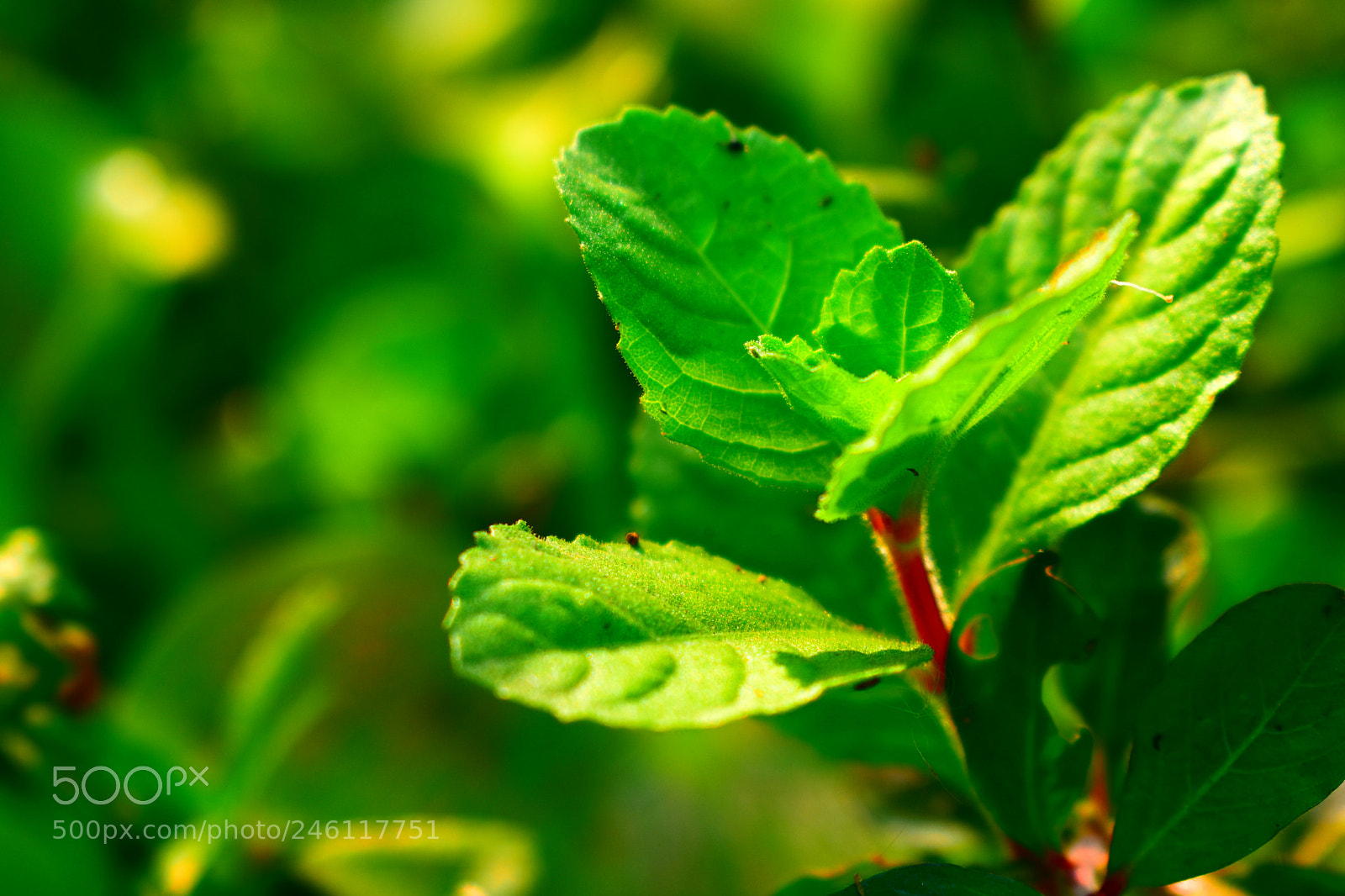Nikon D3400 sample photo. Nature walpaper photography