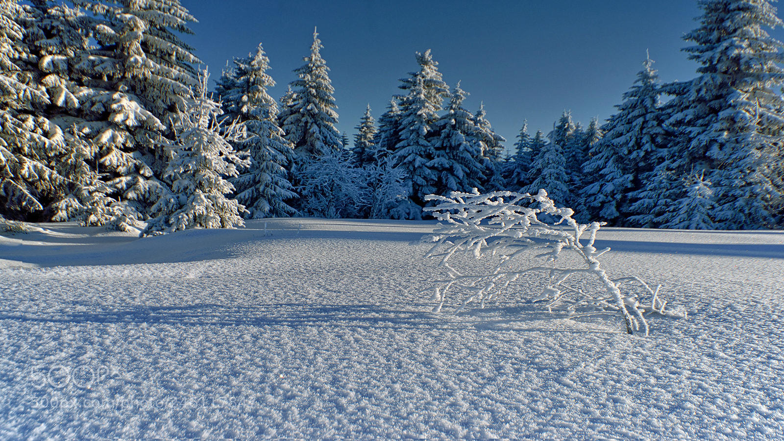 Nikon D800E sample photo. Small tree photography