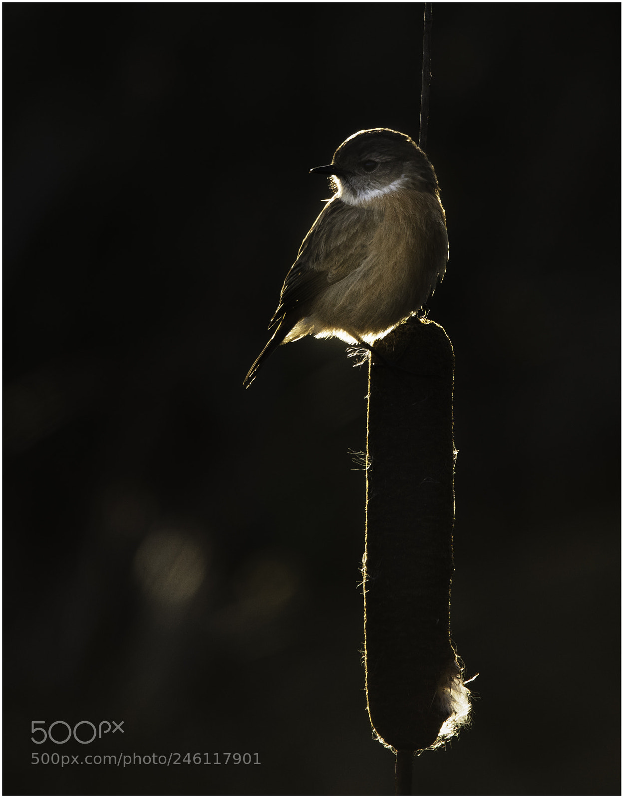 Canon EOS 5DS R sample photo. Stonechat photography