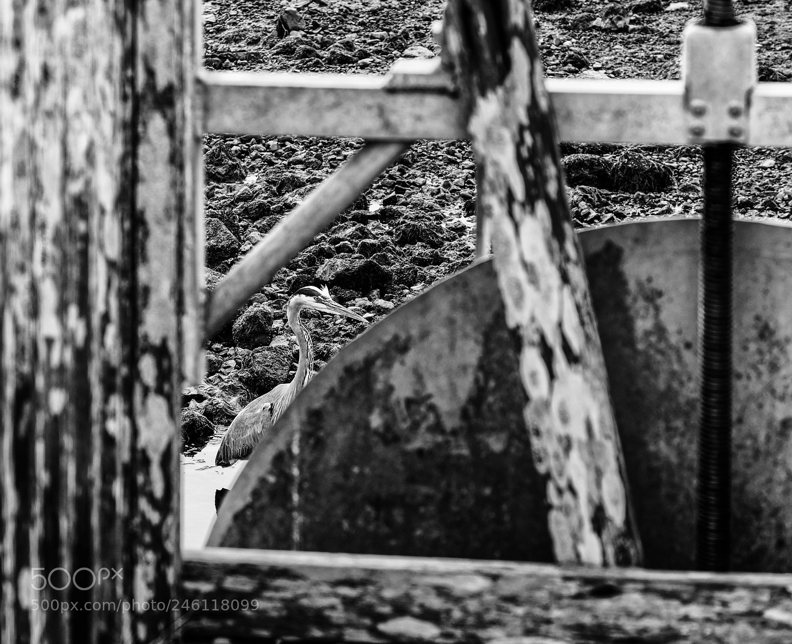 Fujifilm X-T2 sample photo. Black and white heron photography