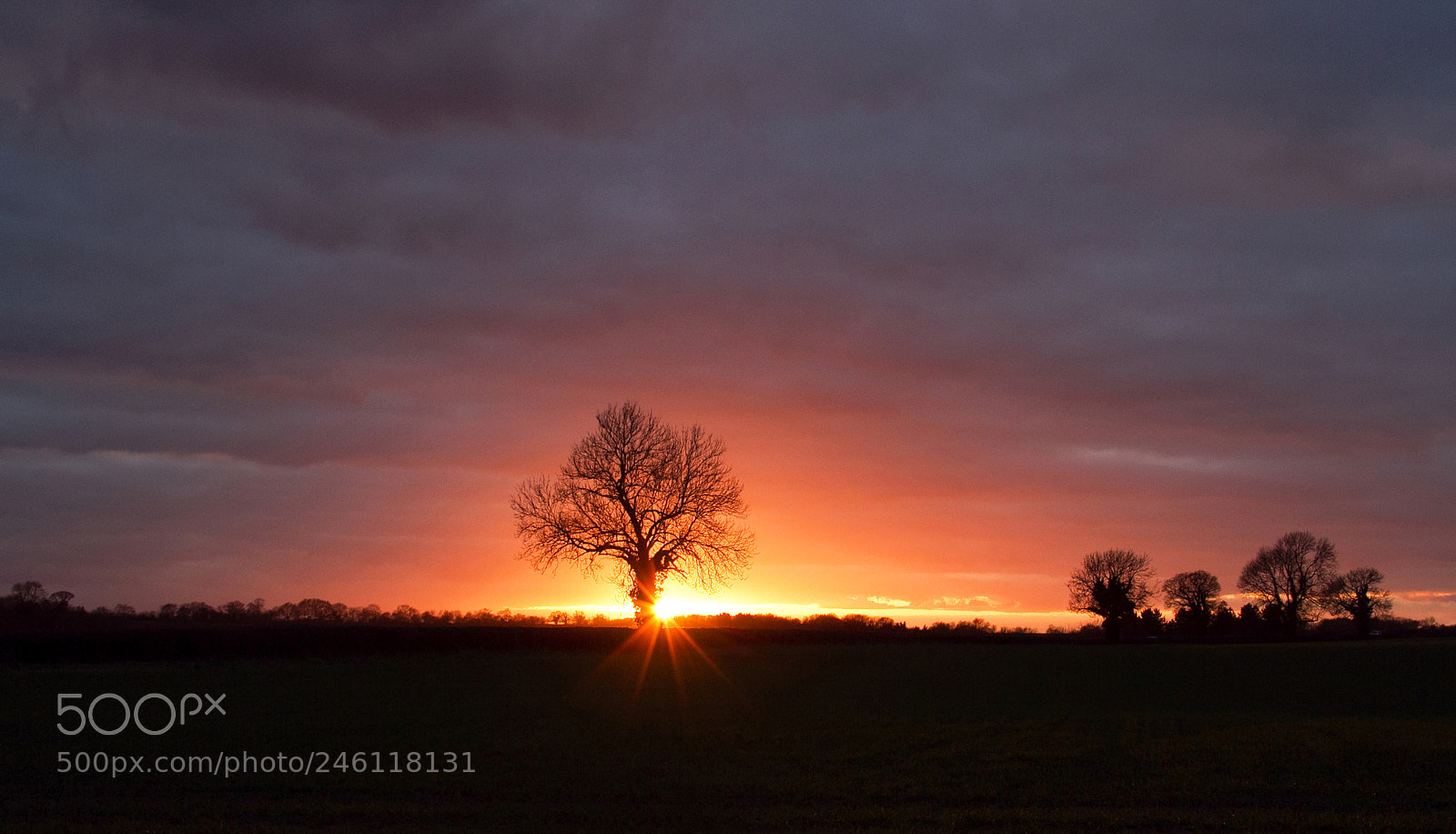 Canon EOS 7D sample photo. Sunset tree photography