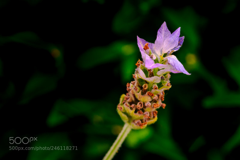 Nikon D200 sample photo. Delicate detail photography
