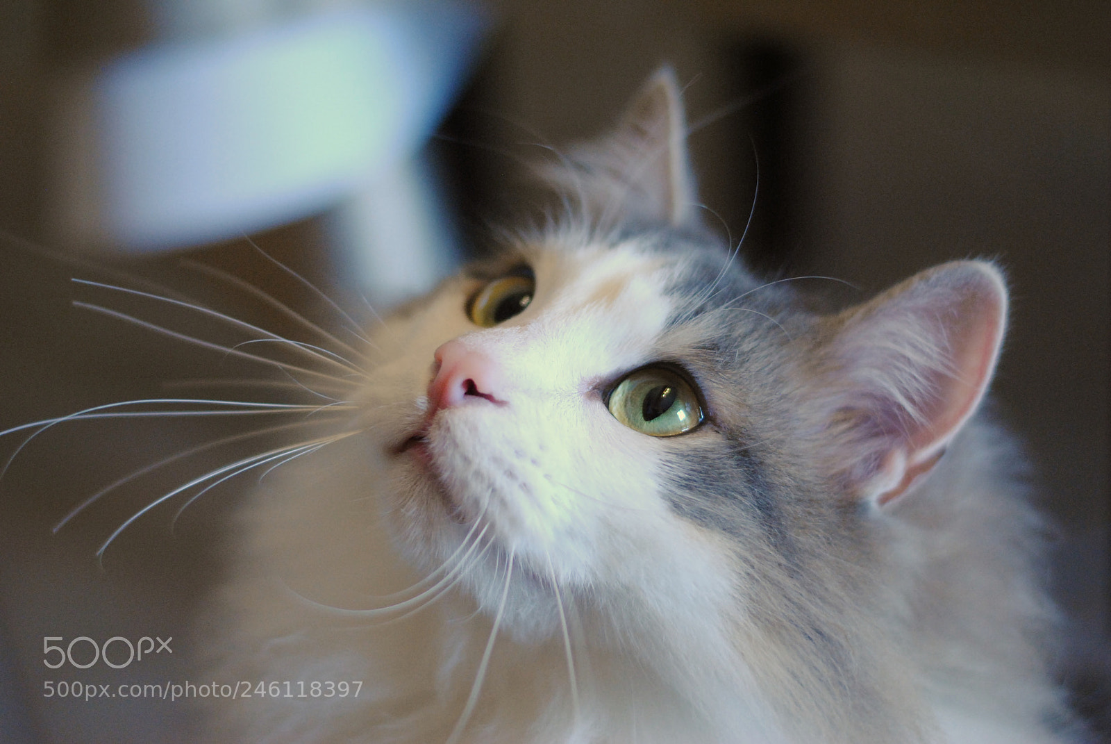 Nikon D3000 sample photo. Green eyes photography