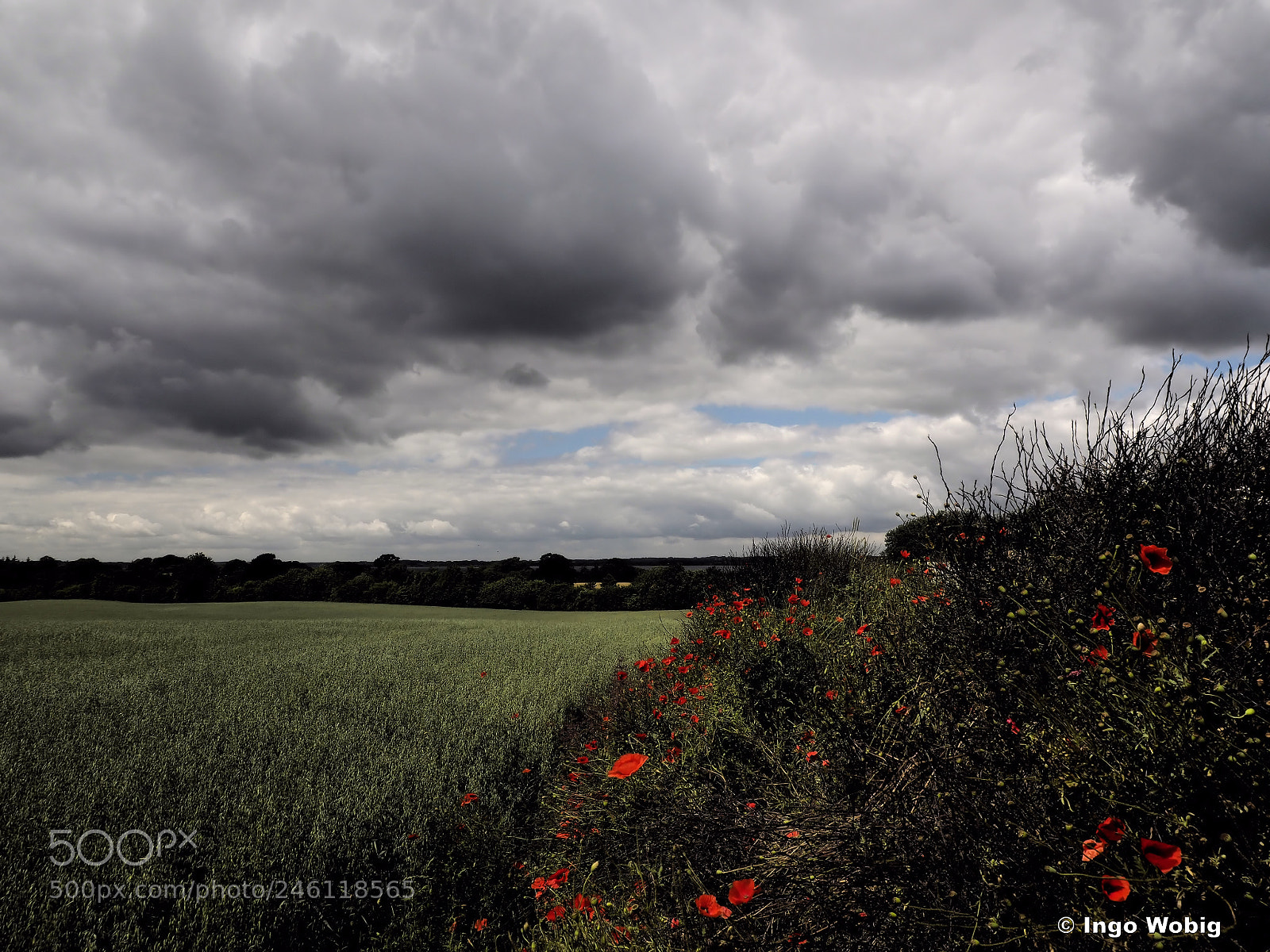 Olympus OM-D E-M10 II sample photo. Poppy field photography