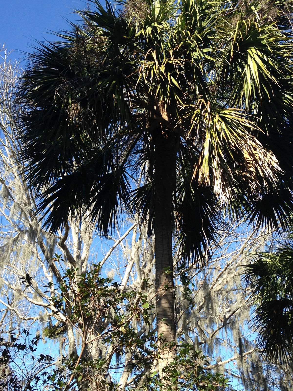 Apple iPhone 5c sample photo. #magnoliagardens photography