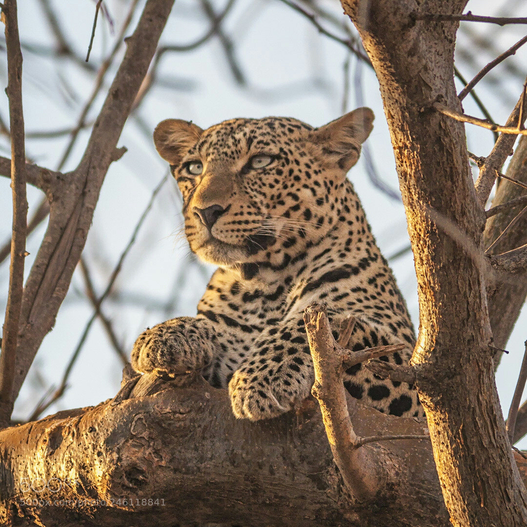 Canon EOS 50D sample photo. Leopard @ sunrise photography