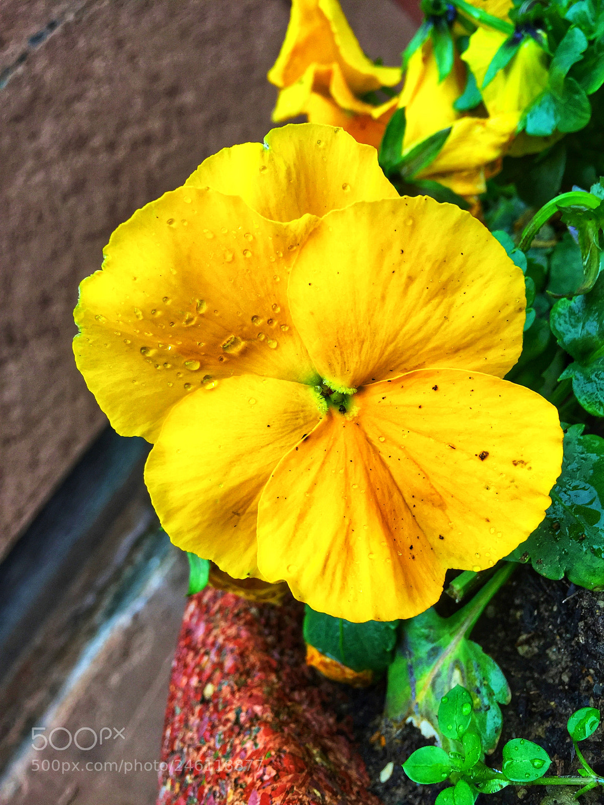 Apple iPhone 6 sample photo. Yellow flower ??? photography