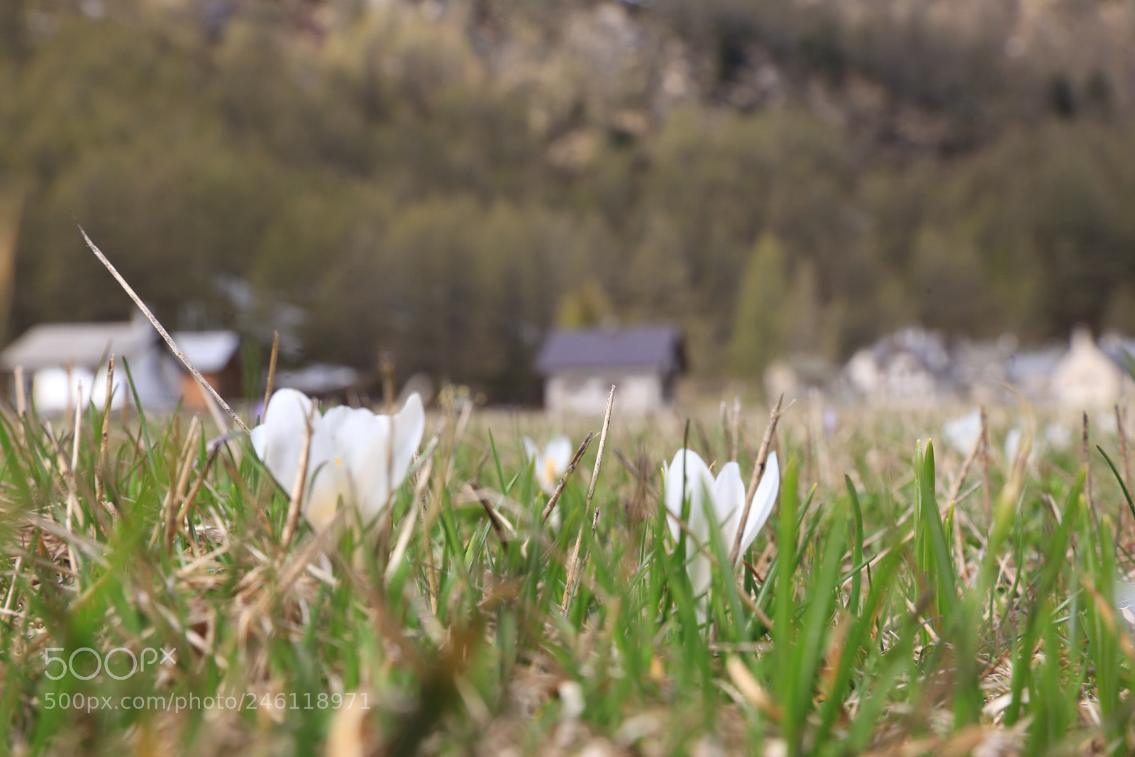 Canon EF 24-70mm F2.8L II USM sample photo. Alpe devero photography
