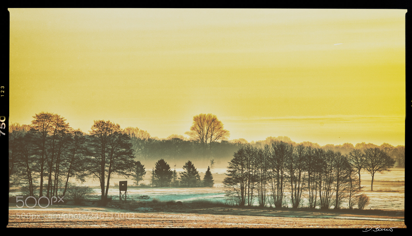 Nikon D300S sample photo. Winter kills photography