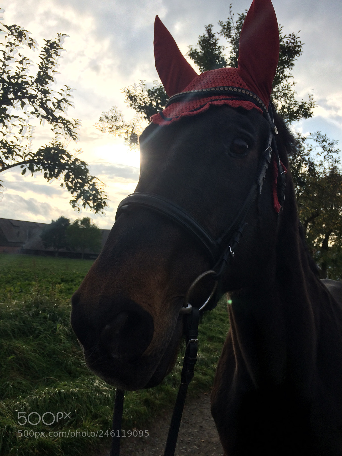 Apple iPhone 5s sample photo. Reiten ist lebenskunst- als photography
