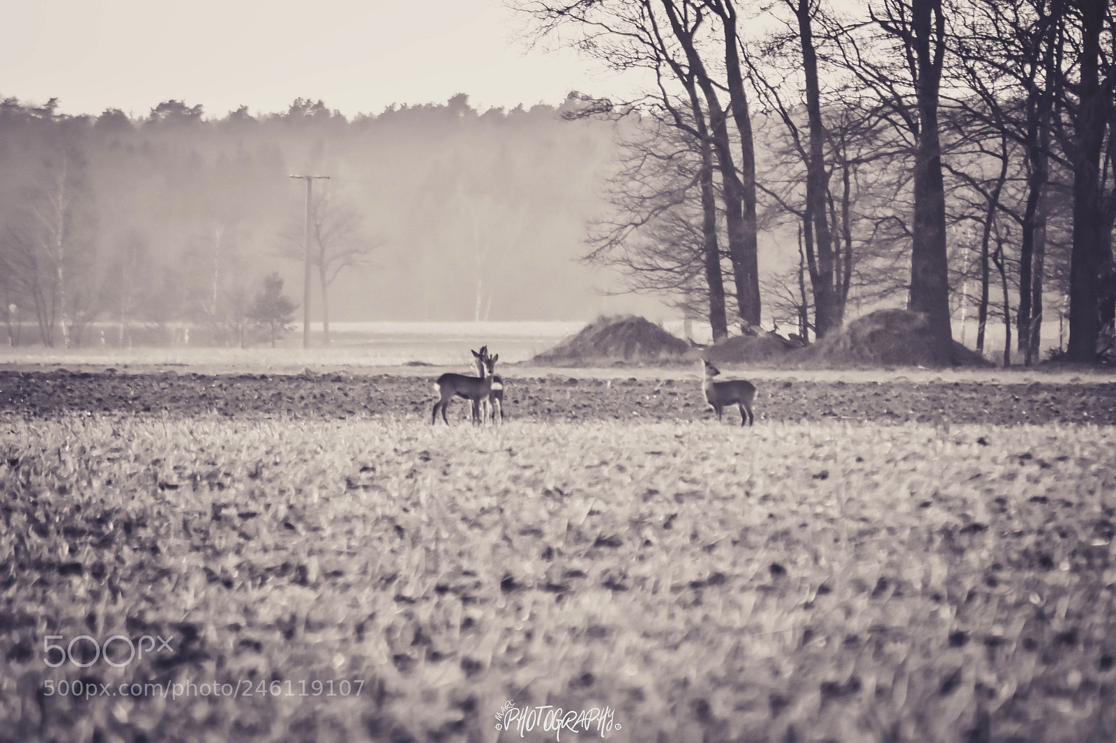 Nikon D5500 sample photo. Rehe in der abendd photography