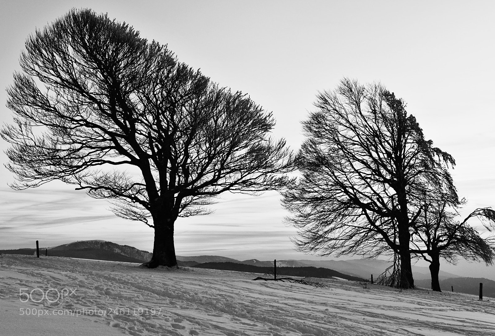 Nikon D800 sample photo. Stromy bw photography