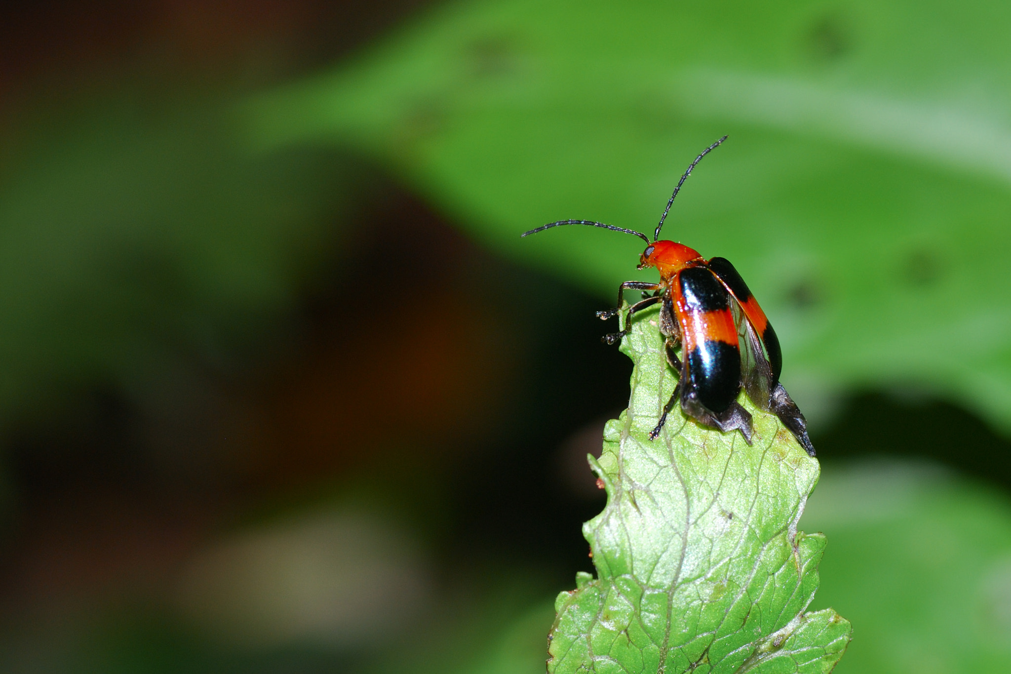Nikon D60 sample photo. Bug photography
