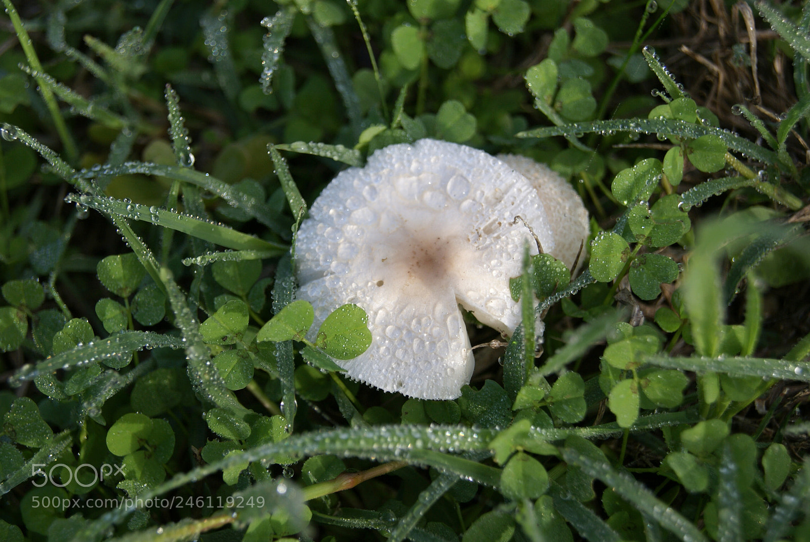 Sony Alpha DSLR-A230 sample photo. Cute mushroom - possible photography