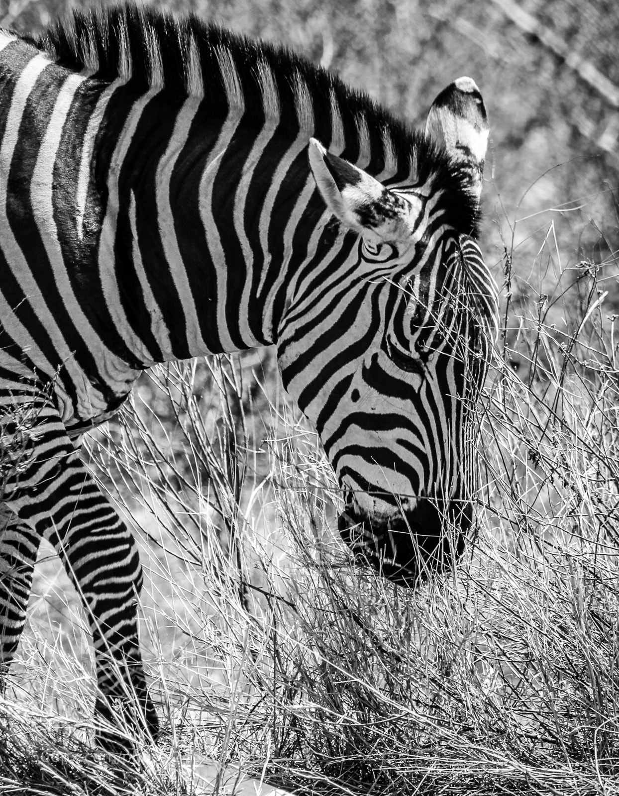 Canon EOS 550D (EOS Rebel T2i / EOS Kiss X4) sample photo. Zebra photography