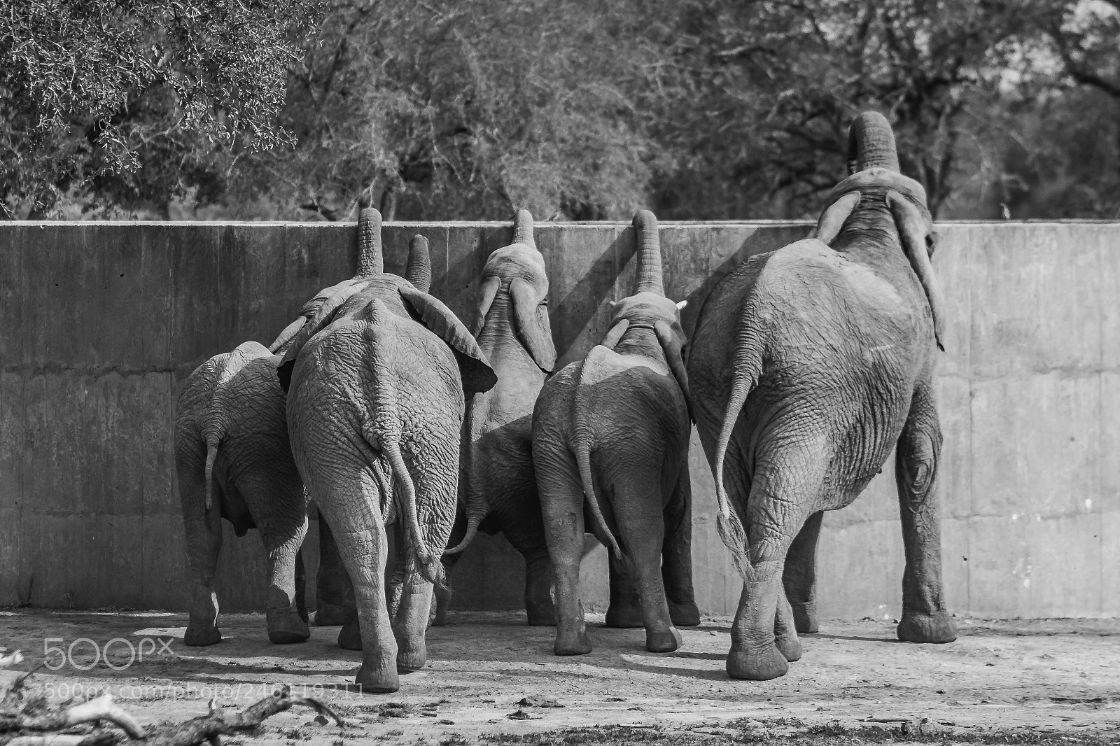 Canon EOS 50D sample photo. Thirsty elephants photography