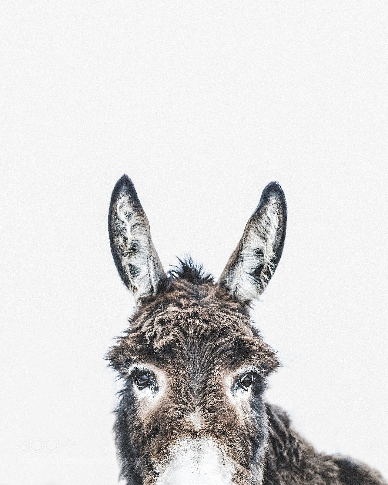 Sony a7R II sample photo. Donkey photography