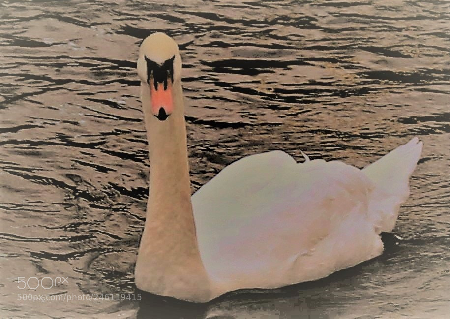 Canon EOS 700D (EOS Rebel T5i / EOS Kiss X7i) sample photo. The swan photography