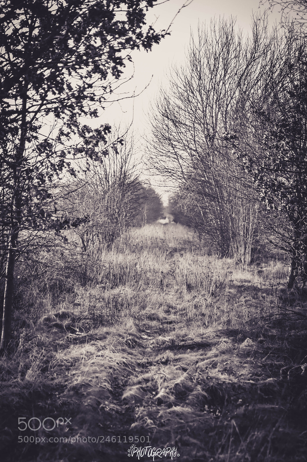 Nikon D5500 sample photo. Alte bahnstrecke, natur holt photography