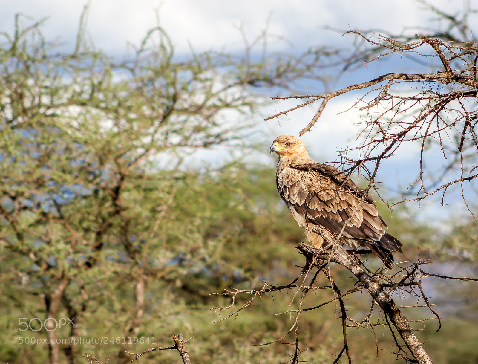 Canon EOS 550D (EOS Rebel T2i / EOS Kiss X4) sample photo. Eagle in tsavo west photography