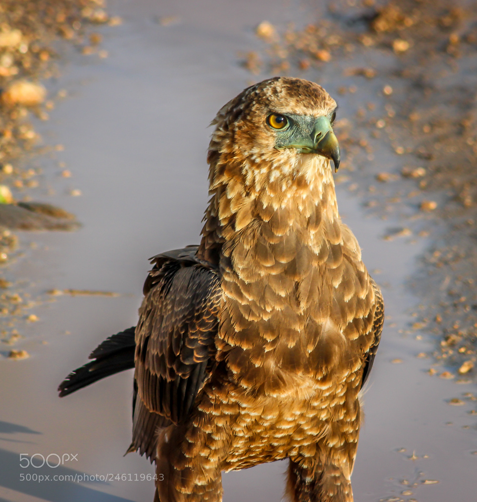 Canon EOS 550D (EOS Rebel T2i / EOS Kiss X4) sample photo. Tawny eagle photography