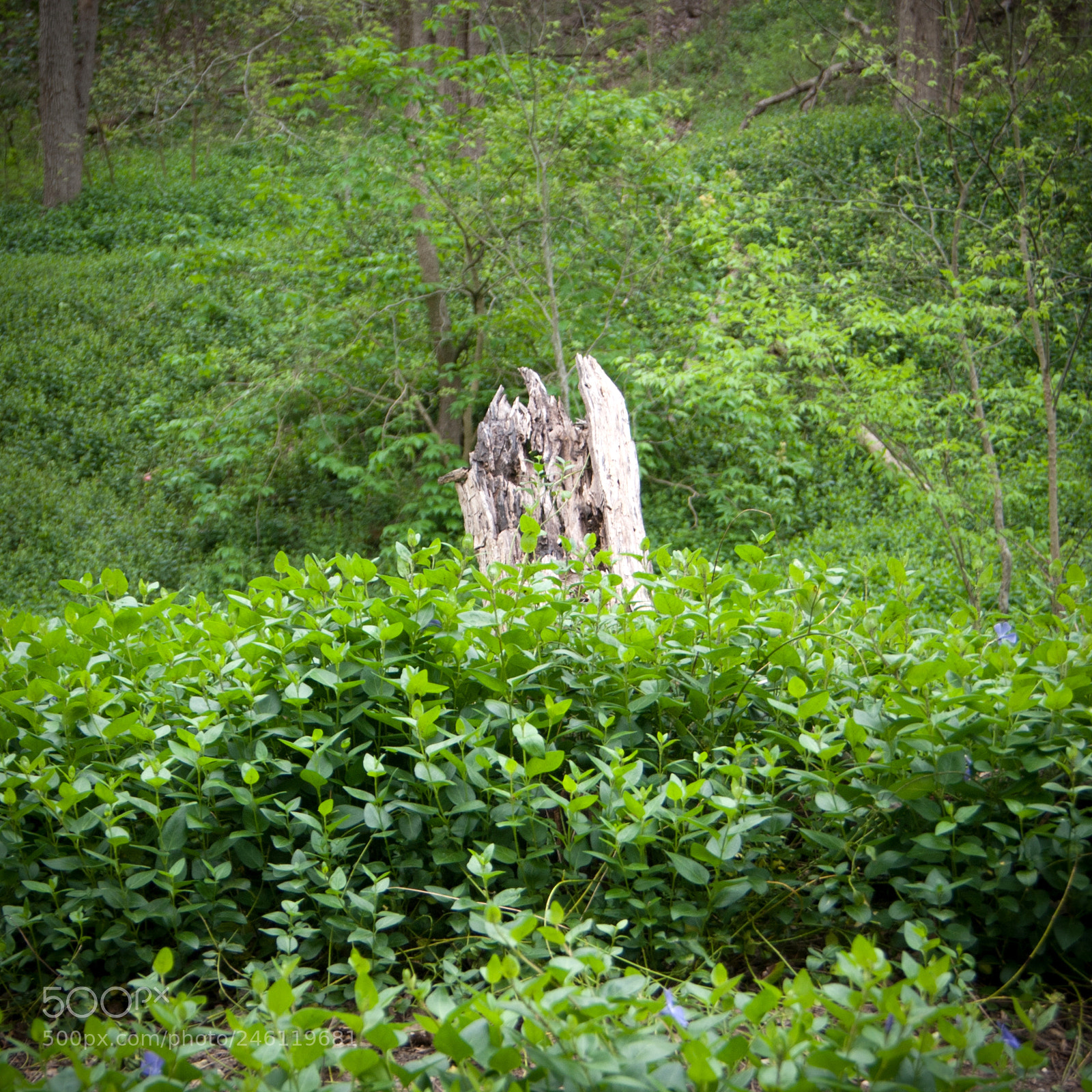 Sony Alpha DSLR-A230 sample photo. Dsc09802 photography