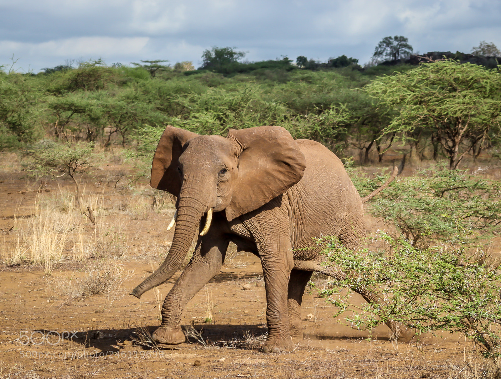 Canon EOS 550D (EOS Rebel T2i / EOS Kiss X4) sample photo. Elephant in a hurry photography