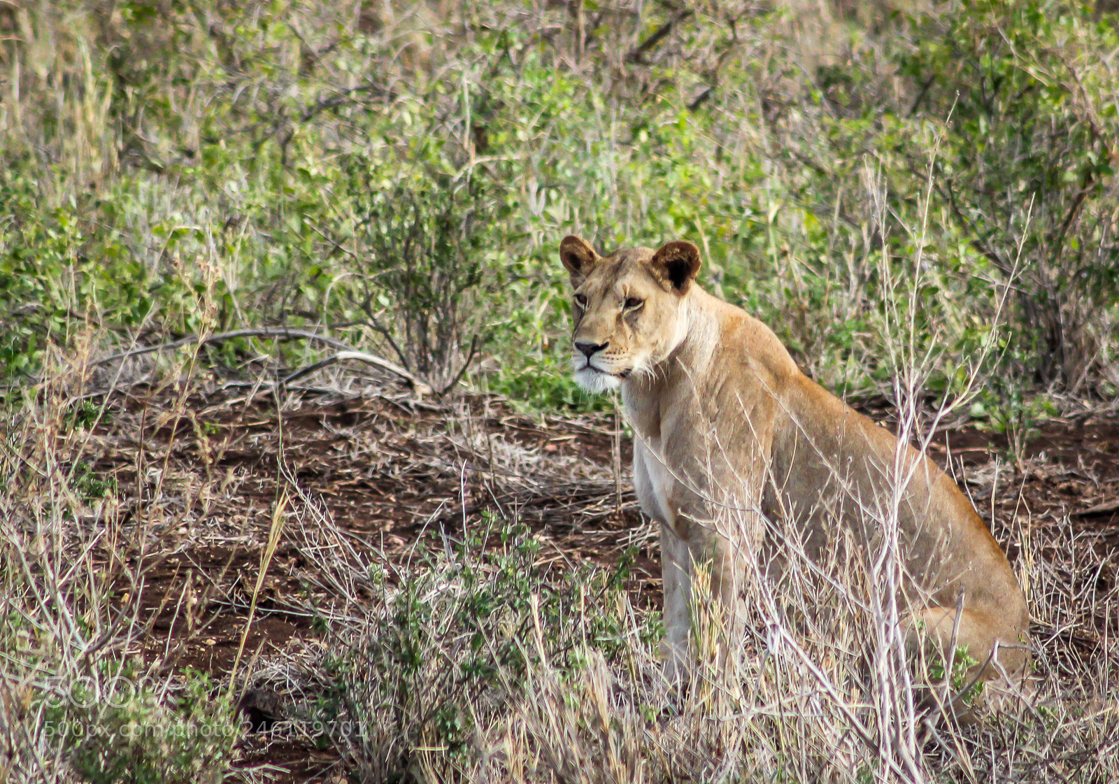 Canon EOS 550D (EOS Rebel T2i / EOS Kiss X4) sample photo. Lonely lioness photography