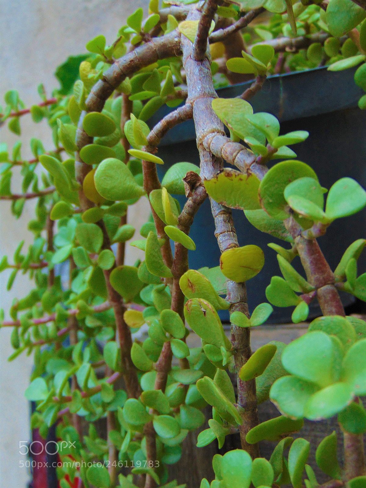 Sony Cyber-shot DSC-H300 sample photo. My mom's garden photography