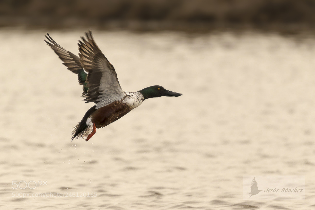 Canon EOS 7D Mark II sample photo. Pato cuchara (anas clypeata) photography